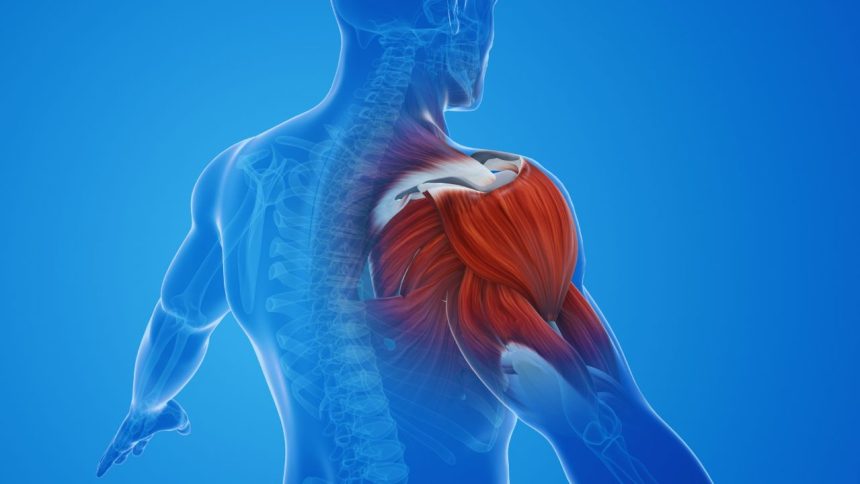 Hidden Complexity of Your Shoulder Muscles: You Need to Know!