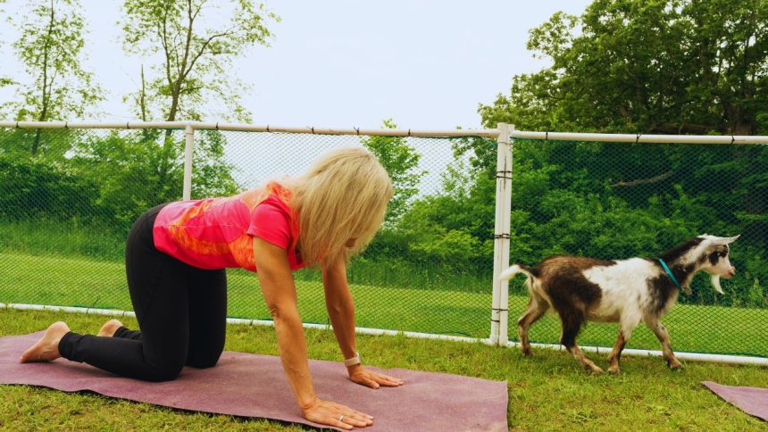 What Happens When Goats Join Your Yoga Class? Goat Yoga!